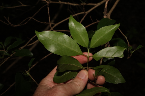 Image of Hodgkinsonia ovatiflora by (c) Greg Tasney, some rights reserved (CC BY-SA)