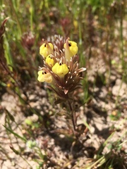 Castilleja ambigua insalutata