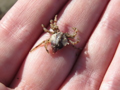 Brachyura