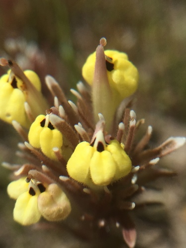 Castilleja ambigua var. insalutata