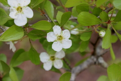 Crataegus lacrimata