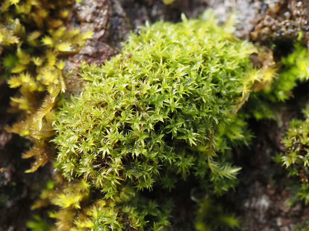Park Yoke-moss