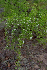 Crataegus lacrimata