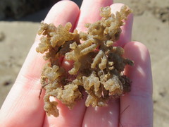 Porifera