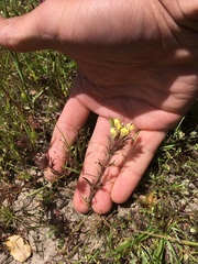 Castilleja ambigua insalutata