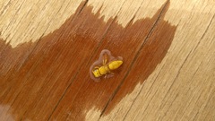 Chlorodynerus