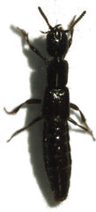 Linosomus socius
