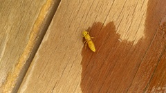 Chlorodynerus