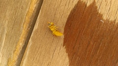 Chlorodynerus