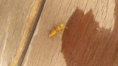 Chlorodynerus