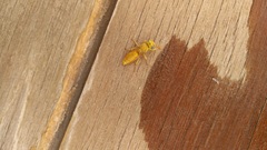 Chlorodynerus