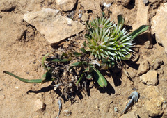 Gymnarrhena micrantha