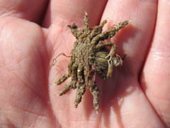 Brachyura