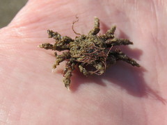 Brachyura