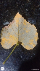 Ferrugem (Phakopsora euvitis)