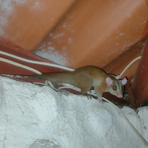 Derby's Woolly Opossum