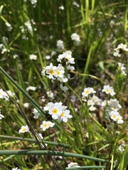Plagiobothrys chorisianus hickmanii
