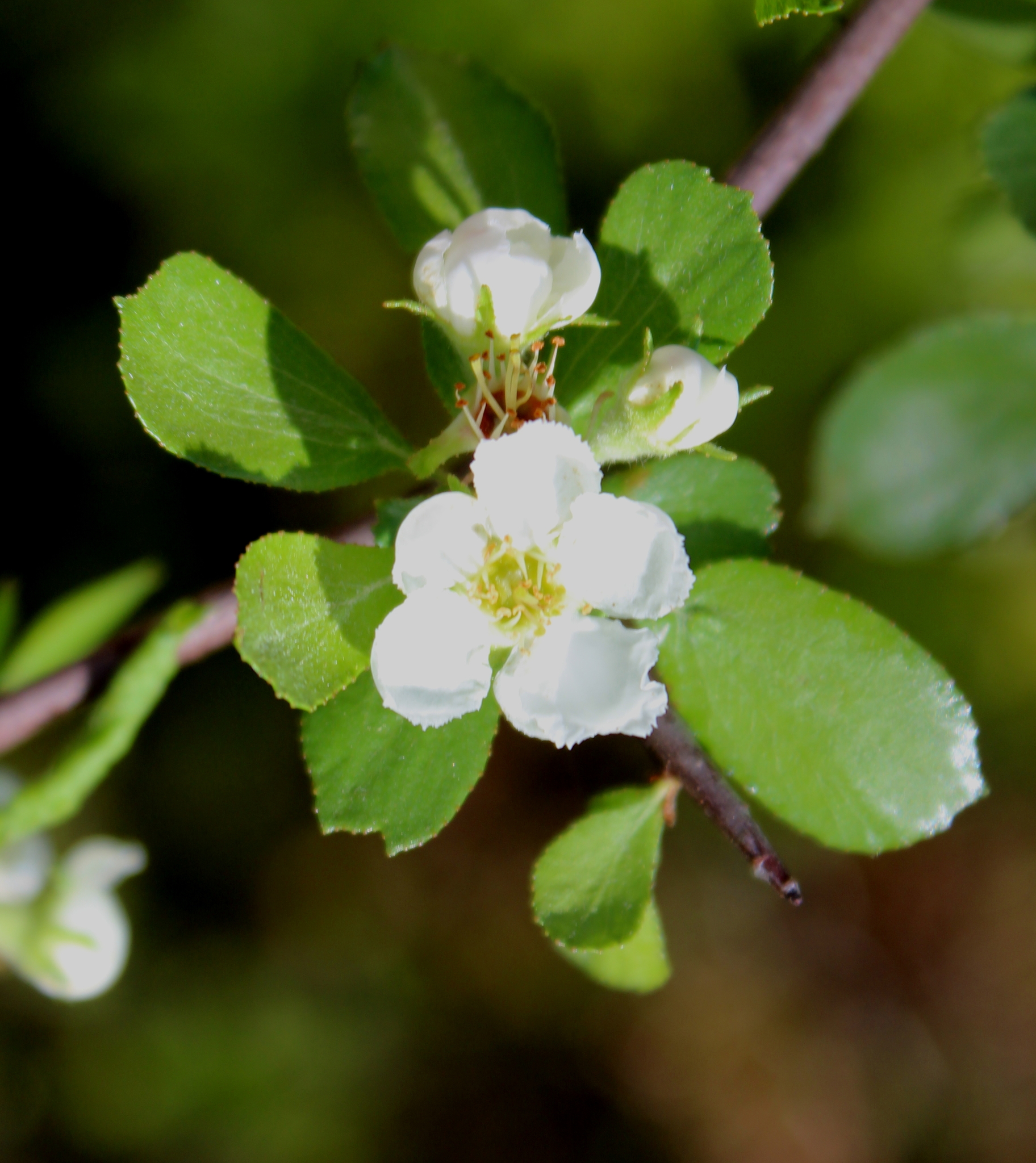 Crataegus lassa