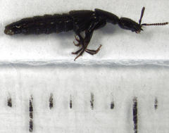 Linosomus socius