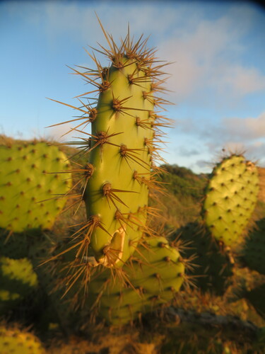 Image of Opuntia oricola by no rights reserved