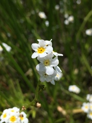 Plagiobothrys chorisianus hickmanii
