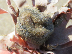 Bunodosoma zamponii