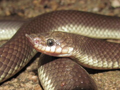 Argentine Pampas Snake photo 3