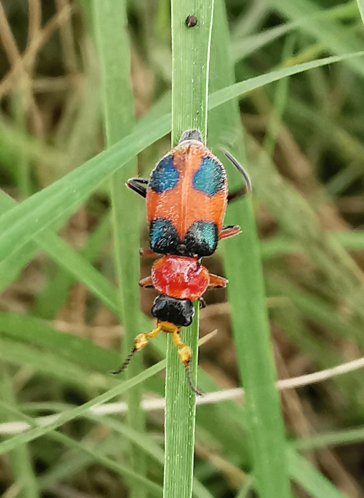 Four-spotted Collops from Fracciorama 2000, 24090 San Francisco de ...