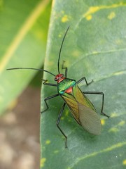 Sphictyrtus sumtuosus