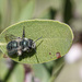 Andrena cerasifolii - Photo (c) Mark Otnes, algunos derechos reservados (CC BY-NC), subido por Mark Otnes