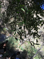 Pimenta racemosa