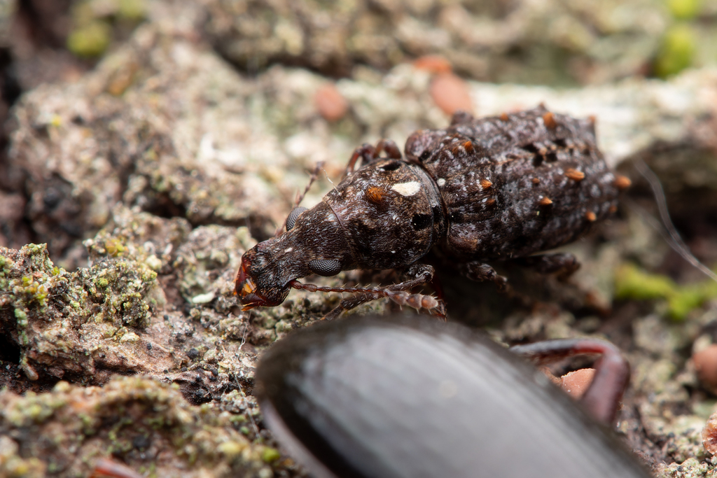 Lophus rudis
