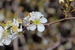 Crataegus opaca