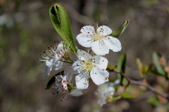 Crataegus opaca