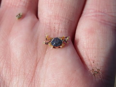 Danielethus crenulatus