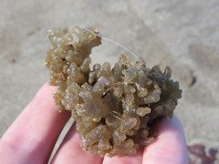 Porifera