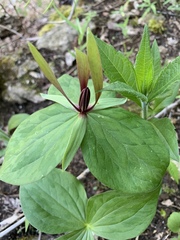 Trillium viridescens