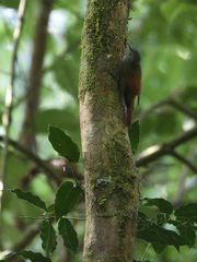 Sittasomus griseicapillus image