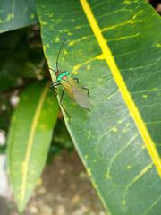 Sphictyrtus sumtuosus