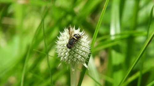 Hypanthidioides bifasciata