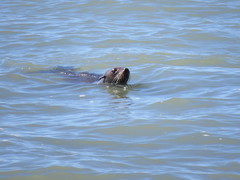 Arctocephalus australis