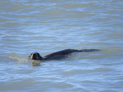 Arctocephalus australis