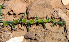 Lappula sessiliflora