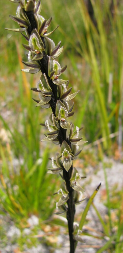Prasophyllum elatum