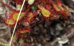 Drosera collinsiae
