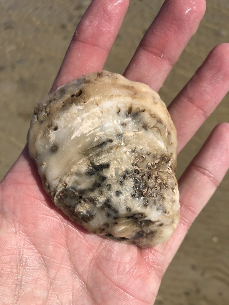 Eastern Oyster from Baldwin County, AL, USA on February 21, 2024 at 11: ...