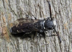 Sapyga quinquepunctata