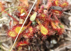 Drosera collinsiae