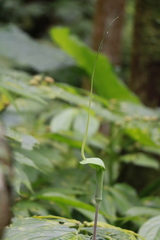 Arisaema heterophyllum