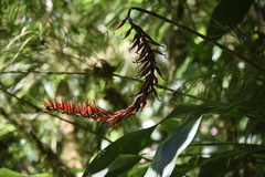 Pitcairnia brittoniana image